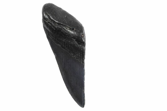 Partial Fossil Megalodon Tooth - South Carolina #299652